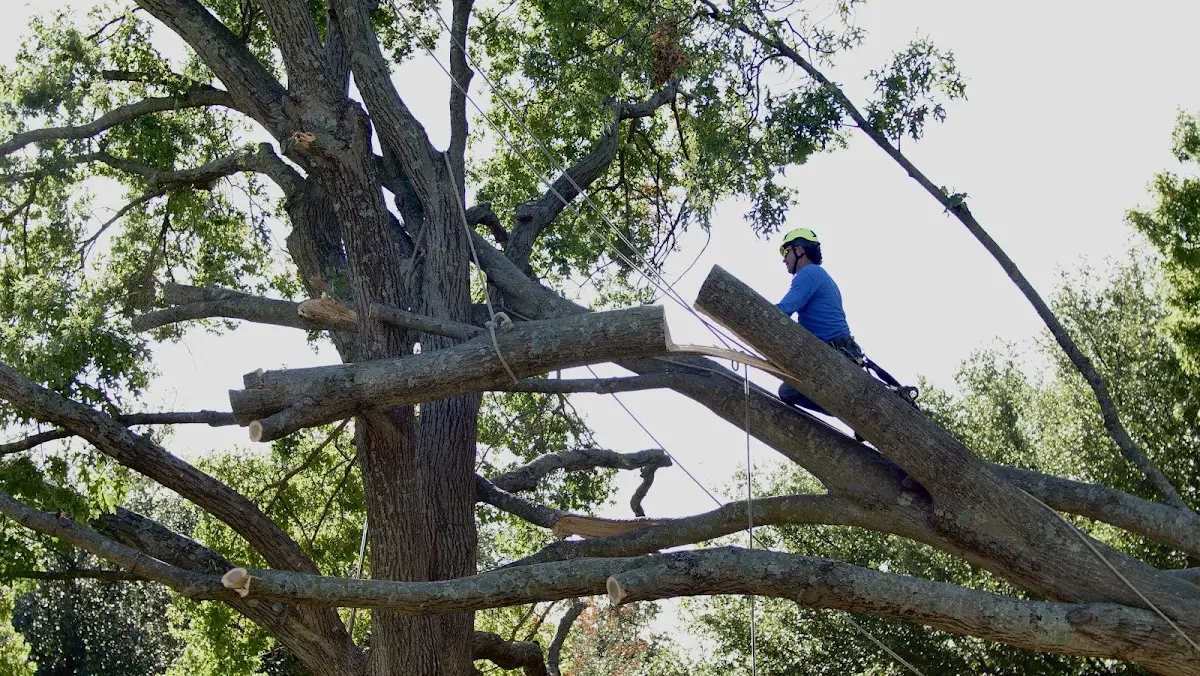 Professional Crown Thinning performed by certified arborists in Brentwood