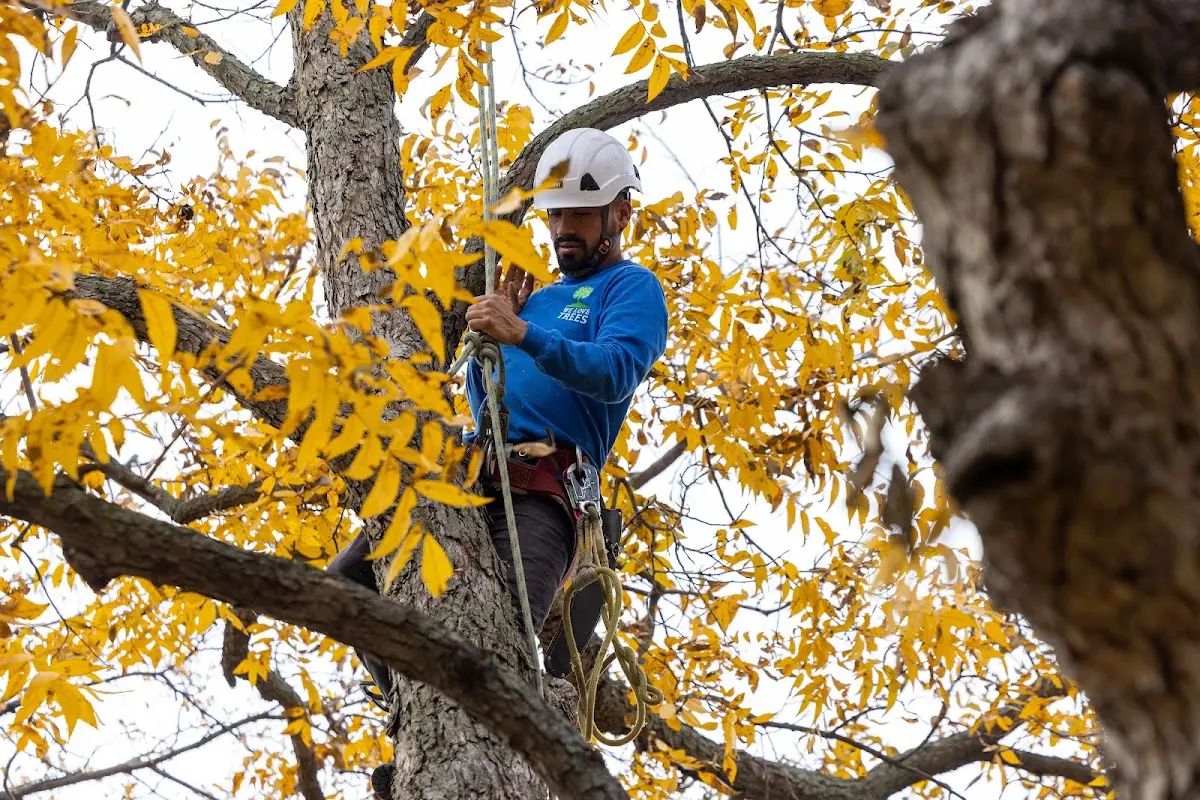 Skilled Tree Pruning crew working in Brentwood